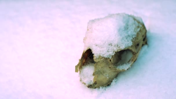 Craniu Oaie Acoperit Zăpadă Întuneric Pustiu Aproape Stabilire Împușcat — Videoclip de stoc