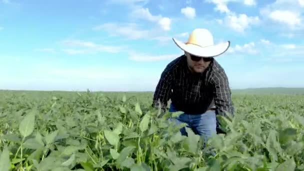 农艺师检查农田里种植的大豆作物 农业生产概念 年轻的农学家在夏天田里研究大豆作物 大豆田里的农民 — 图库视频影像
