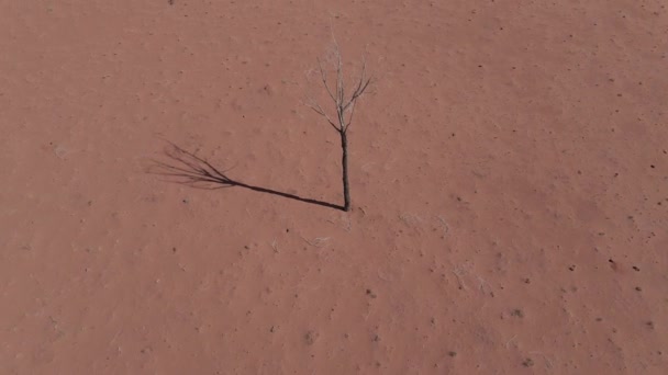 Isolerad Bladlös Växt Arid Desert Outback Norra Territoriet Centrala Australien — Stockvideo