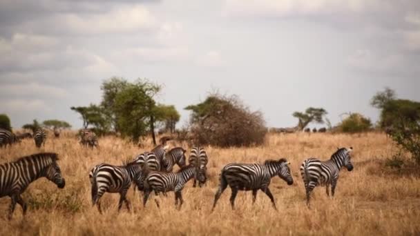 Herd Grant Zebra Wildebeest Serengeti Tanzania Wide Shot Pan Right — Stock Video