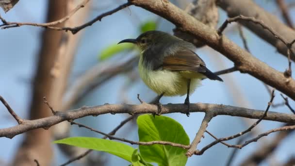 Sunbird Dans Arbre Trouver Nourriture — Video