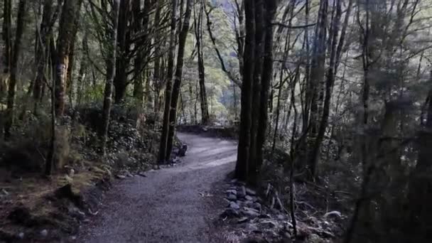 Pov Camminando Lungo Sentiero Ghiaia Attraverso Foresta Pluviale Verde Umida — Video Stock