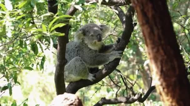 Όμορφη Koala Στηρίζεται Κλαδιά Δέντρων Στο Ζωολογικό Κήπο Taronga Στην — Αρχείο Βίντεο