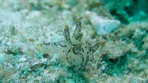 Μαύρη Κηλίδα Thecacera Pacifica Pikachu Nudibranch Sways Sea Current — Αρχείο Βίντεο