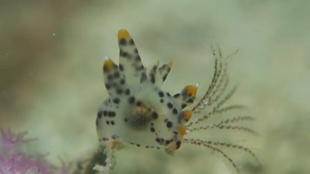 Пятнистый Pikachu Nudibranch Extends Patterned Cerata Water Current — стоковое видео