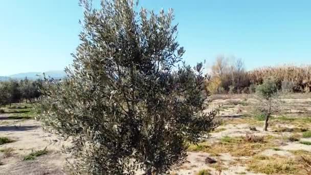 Widok Lotu Ptaka Hiszpanii Drzewa Oliwnego Góry Moncayo — Wideo stockowe