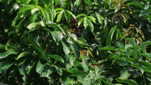 Árvores Goiaba Com Pequenos Frutos Verdes — Vídeo de Stock