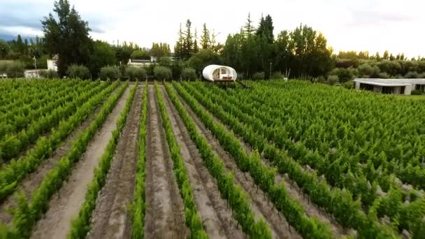 Aerial Vingård Molnen Mendoza Cuyo Argentina Brett Skott Bakåt — Stockvideo