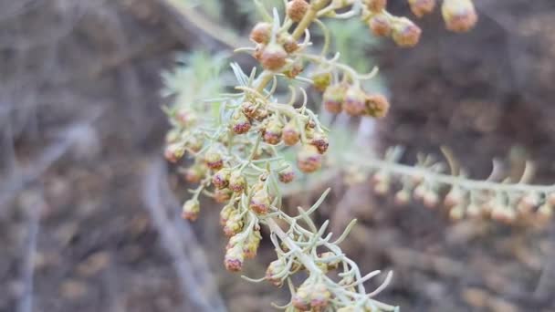 Winzige Braune Wildblumen Whitney Canyon Park Aus Nächster Nähe — Stockvideo