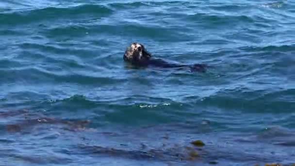Sea Otter Finishing Tasty Meal — Stock Video