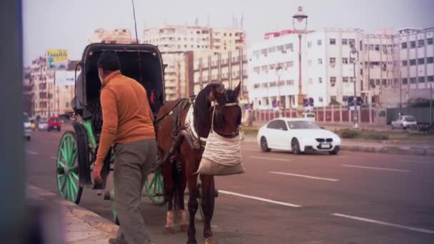 馬とバギー アレクサンドリア コルニッチ アレクサンドリア図書館 ハントール エジプト — ストック動画