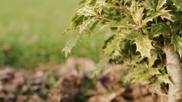 秋末园林中带刺黄绿叶的桂花叶绿素 选择焦点 向右滑移 — 图库视频影像