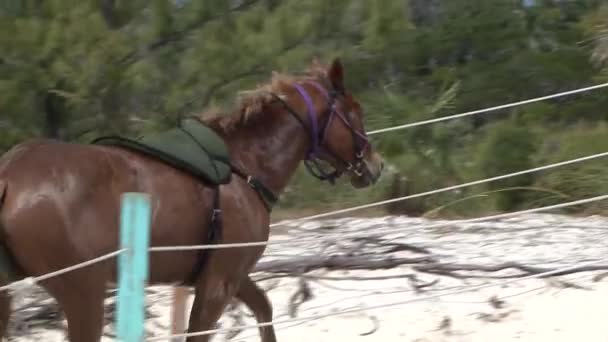 バハマのハーフムーンケイ島のビーチに馬 — ストック動画