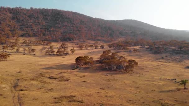Vue Aérienne Nature Sèche Crackenback Australie Inverse Tir Drone — Video