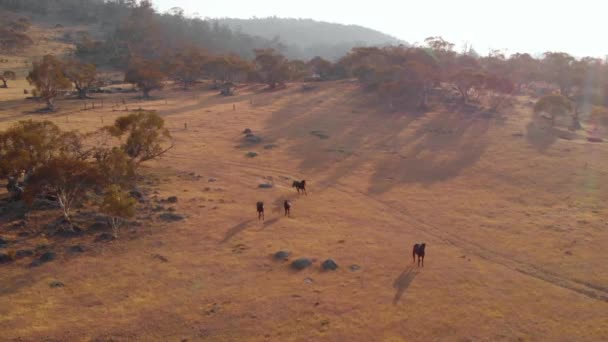 Luftaufnahme Von Wildpferden Weiden Trockener Natur Sonniger Abend Neigung Drohnenschuss — Stockvideo