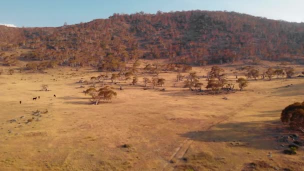 馬の空中ビュー 干ばつで 熱を破壊 乾燥した自然 Kosciuszko国立公園で オーストラリア プルバック ドローンショット — ストック動画