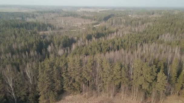 Hava Ileri Eğimli Kozalaklı Ormanın Üzerine — Stok video