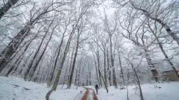 プラハのHvezda公園で素敵な冬の散歩 地面や木々を覆う新雪 ピンクのジャケットの小さな白い犬が彼女の人間と一緒に散歩を楽しんでいます — ストック動画