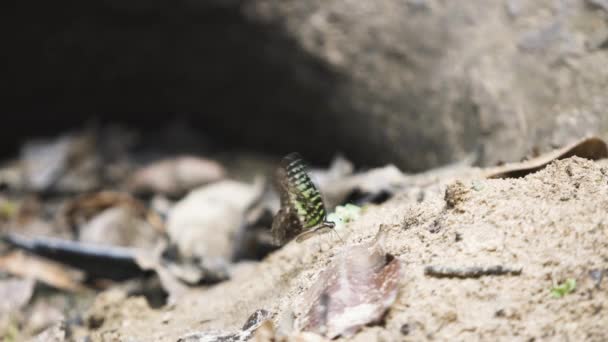 Mariposa Negra Verde Claro Revoloteando Sus Alas Mientras Alimenta Tierra — Vídeos de Stock