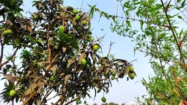 芒果树树冠 有许多生长中的绿色芒果 — 图库视频影像