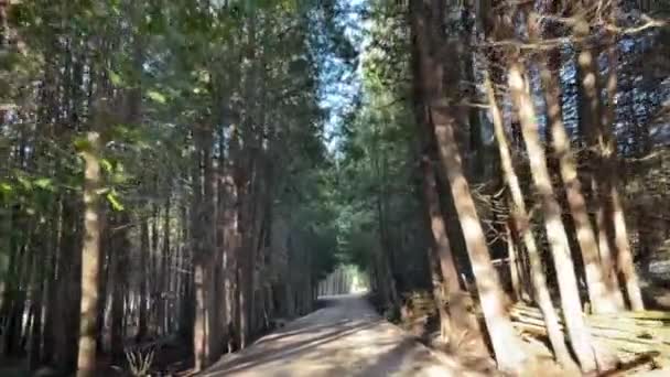 Dirigir Através Floresta Estrada Terra Driveway Dia Ensolarado Ontário Canadá — Vídeo de Stock