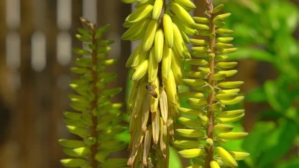 Επικονίαση Μέλισσα Συλλέγει Γύρη Ένα Κίτρινο Λουλούδι Aloe Vera Αριζόνα — Αρχείο Βίντεο