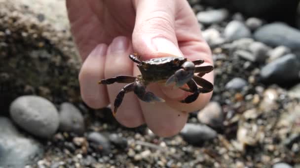 被扣留和检查的小蟹 — 图库视频影像