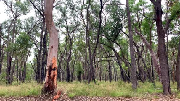 Árbol Goma Alta Con Corteza Naranja Destaca Entre Otros Árboles — Vídeos de Stock