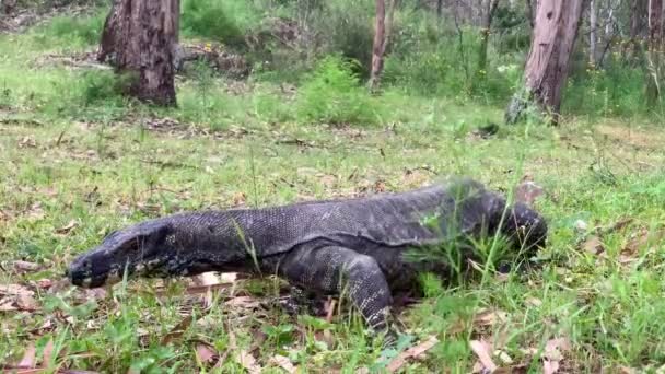 Lagarto Australiano Grande Goanna Mira Alrededor Antes Caminar — Vídeo de stock