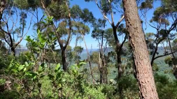 Hohe Bäume Mit Blick Auf Weiter Entfernte Bäume Australien — Stockvideo