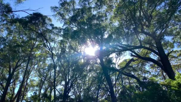 Slunce vrcholí a třpytí se mezi vysokými stromy v Austrálii