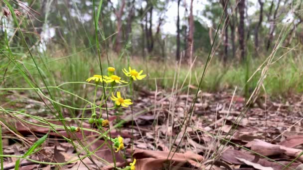 Fleur Jaune Dessus Litière Feuilles Australie — Video