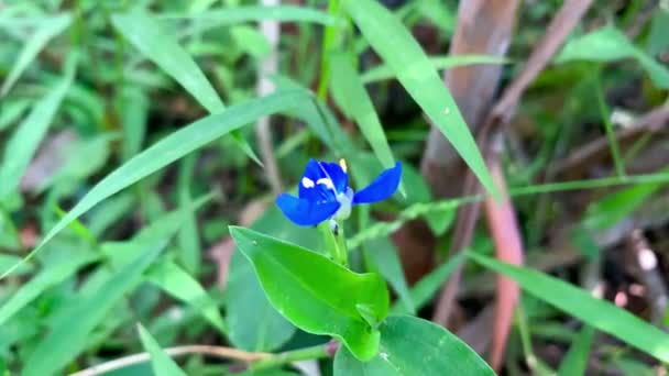 Hluboká Modrá Australská Květina Zelenými Listy — Stock video