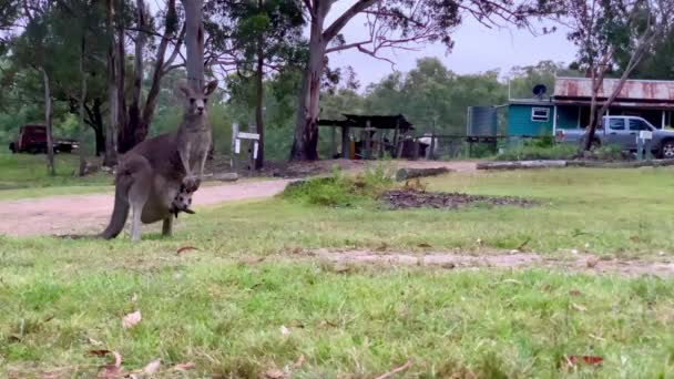 Australisk Känguru Hoppar Över Skärmen Med Joey Påse — Stockvideo