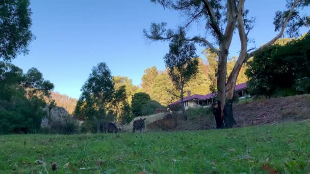 在澳大利亚 日落时分 一群袋鼠带着小袋鼠正在吃草 — 图库视频影像