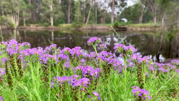 Lila Australiska Blommor Med Badhål Bakgrunden — Stockvideo
