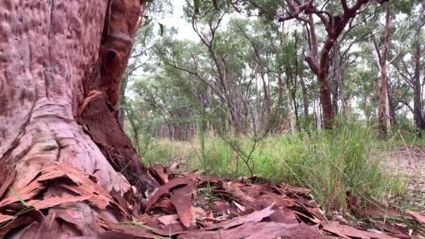 Épais Tronc Arbre Rouge Dresse Devant Sentier Randonnée Australie — Video