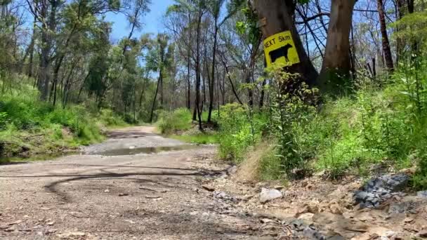 澳大利亚内陆公路泥土4Wd跑道上的一棵树上长达5公里的牛标志 — 图库视频影像