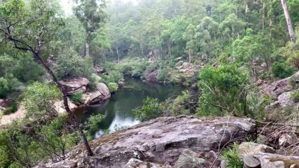 Potok Ohýbá Rohem Zelenými Stromy Podél Břehu Austrálii — Stock video