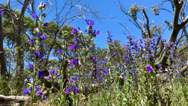 Flores Roxas Fundo Céu Azul Austrália — Vídeo de Stock