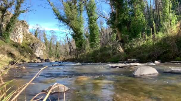 Water Stroomt Door Een Rivier Met Hoge Bomen Rotsen Oever — Stockvideo