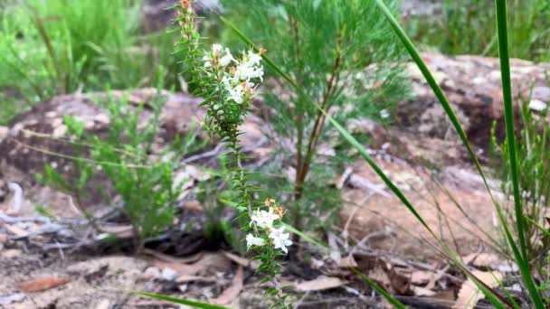 Witte Australische Bloemen Een Groene Struik — Stockvideo