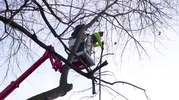 Exploitants Man Lift Cherry Picker Tree Branch Nettoyage Des Arbres — Video