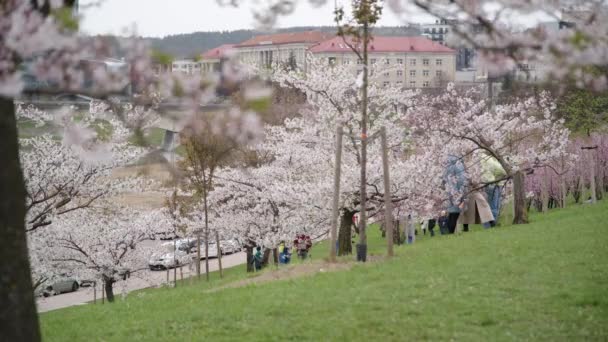 Panorama Wilna Wileńskiego Parku Sakura Ludźmi Robiącymi Zdjęcia — Wideo stockowe