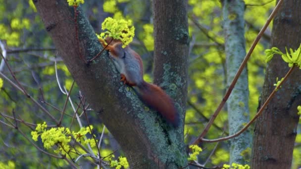 Petit Écureuil Est Désespéré Pas Tomber Arbre Vent Très Fort — Video