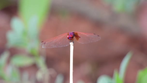 Libélula Área Florestal — Vídeo de Stock