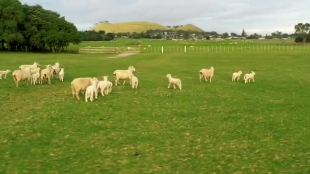 Sheep Running Park Drone Footage Sheep Park New Zealand — Stock Video