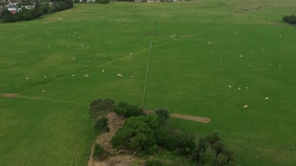 Drone Footage Sheep Park New Zealand — Stock Video