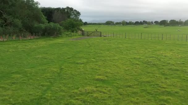 Flying Gate Drone Footage Sheep Park New Zealand — Stock Video