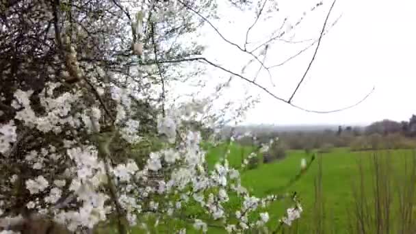 Spowolniony Klip Drzewem Ukazujący Naturalne Piękno Kent Anglia — Wideo stockowe